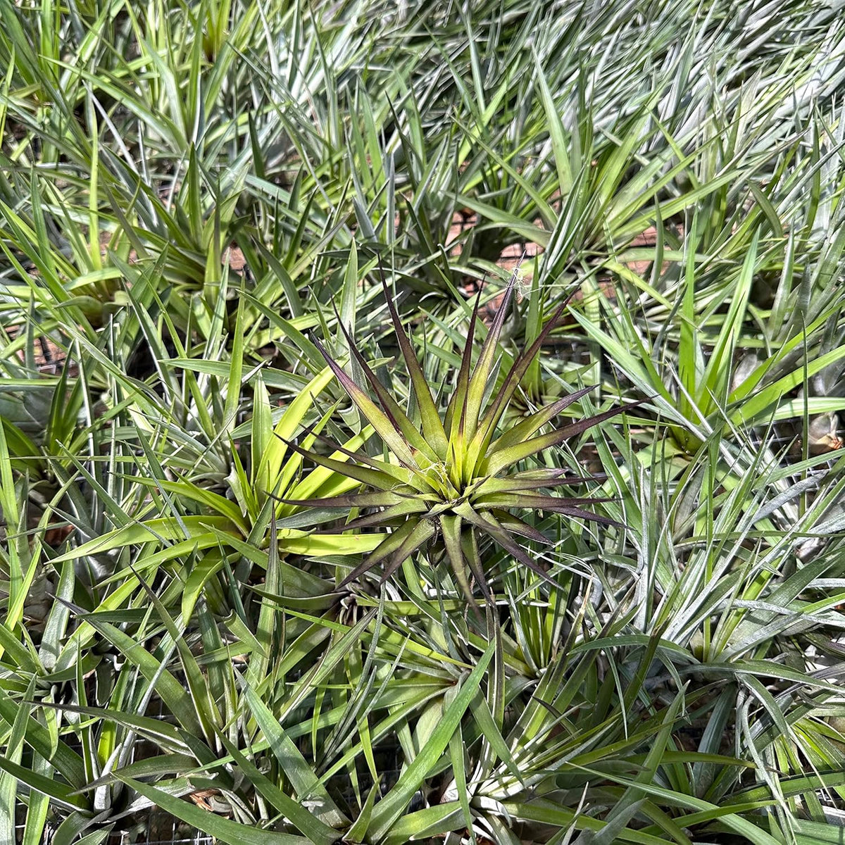 ragnaroc Air Plants - Tillandsia Fasciculata Tricolor, Large 4-6" - 1ct - Live Arrival Guaranteed - House Plants for Home Decor & Gift
