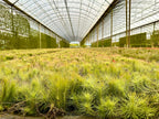 ragnaroc Air Plants - Tillandsia Funckiana, Large 5" - 5ct - Live Arrival Guaranteed - House Plants for Home Decor & Gift