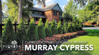 Murray Cypress | 30 Live Plants | Cupressocyparis leylandii 'Murray' | Fast Growing Privacy Trees | Evergreen Plants for Windbreaks