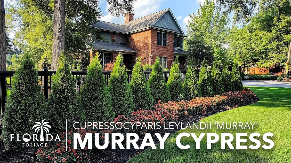 Murray Cypress | 50 Live Plants | Cupressocyparis leylandii 'Murray' | Fast Growing Privacy Trees | Evergreen Plants for Windbreaks