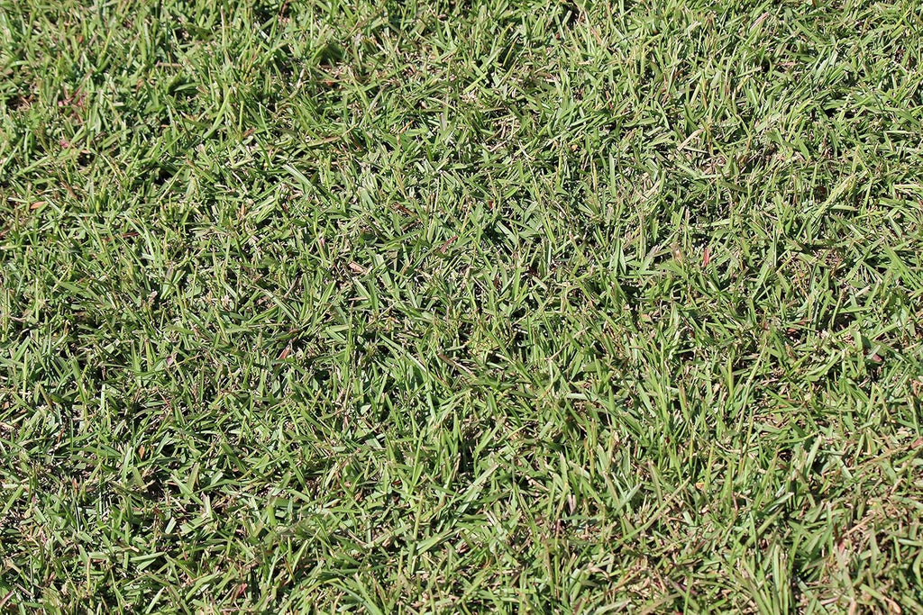 Centipede Grass Seed 5 Pound